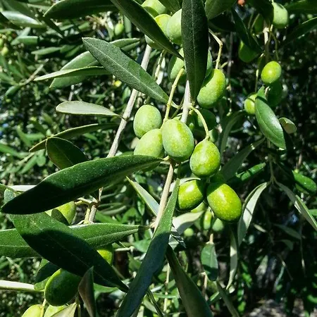 La Cicala Stonata לינה וארוחת בוקר 4*