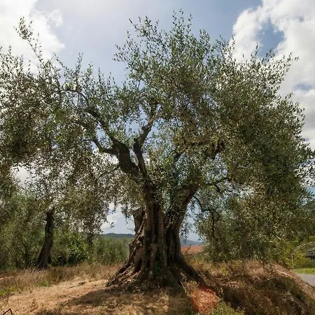La Cicala Stonata