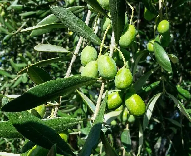 La Cicala Stonata فندق مبيت وإفطار 4*